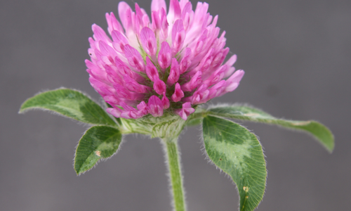 red clover individual flower